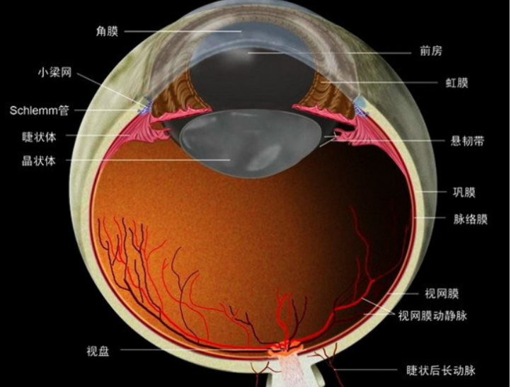 第一节、眼的组织与解剖