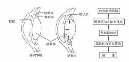 屈光不正第二节、眼的调节